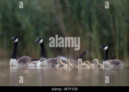 Canada goose (Branta canadensis) group of adults with young chicks. The Netherlands. June 2014 Stock Photo
