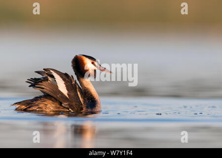 Great crested grebe (Podiceps cristatus) fluffing up its feathers, during courtship dance, whilst its mate dives underwater, The Netherlands. April. Stock Photo