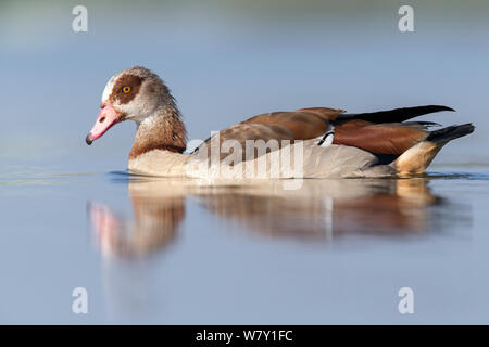 Egyptian goose (Alopochen aegyptiacus) portrait. The Netherlands. June 2014 Stock Photo