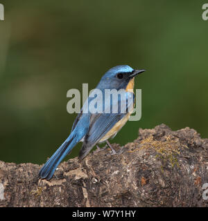 Hill Blue Flycatcher (Cyornis banyumas) male on trunk, Thailand, February. Stock Photo