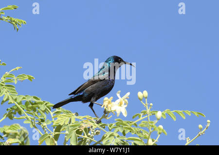 Palestine sunbird (Cinnyris osea) male in flowering tree, Oman, February. Stock Photo