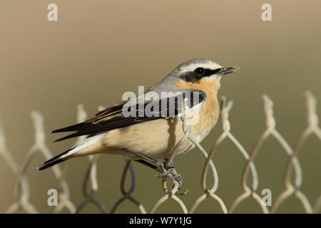 Northern wheatear (Oenanthe oenanthe) male perched during migration, Oman, April.