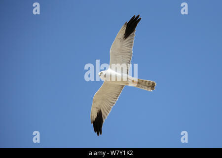 Pallid harrier (Circus macrourus) adult male in flight, Oman, February. Stock Photo