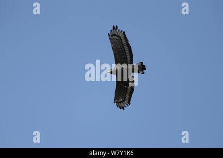 Crested serpent eagle (Spilornis cheela) in flight, India, January. Stock Photo