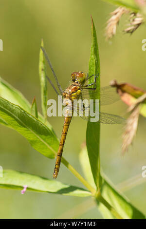 Common Darter dragonfly, Sympetrum striolatum, female, perching resting on leaf, Sussex, UK, July Stock Photo