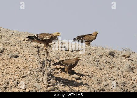Eastern imperial eagle (Aquila heliaca) juvenile along with two Steppe eagles (Aquila nipalensis) on hillside, Oman, February. Stock Photo