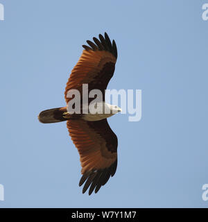 Brahminy kite (Haliastur indus) in flight, India, January. Stock Photo