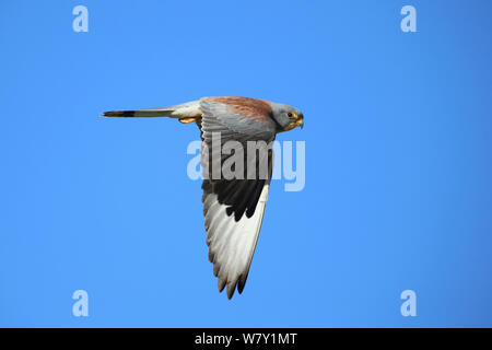Lesser kestrel (Falco naumanni) male in flight, Oman, April. Stock Photo