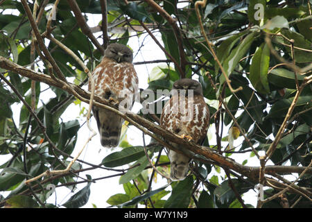 Brown hawk owl (Ninox scutulata) pair on branch, India, January. Stock Photo