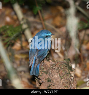 Hill Blue Flycatcher (Cyornis banyumas) perched, Thailand, February. Stock Photo