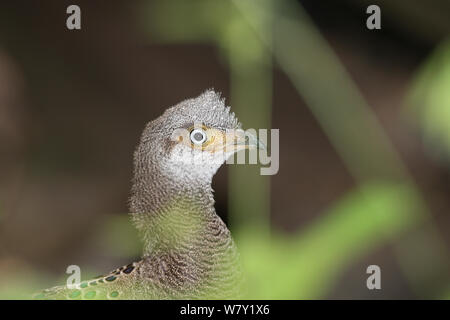 Grey peacock pheasant (Polyplectron bicalcaratum), Thailand, February. Stock Photo