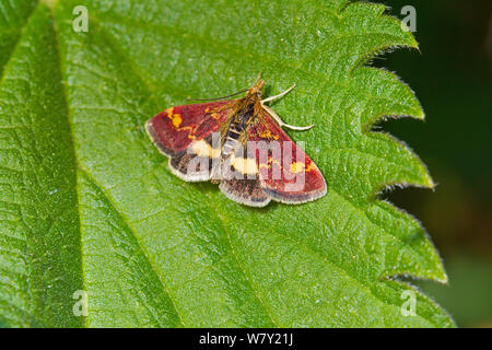 Purple and Gold Micro-moth (Pyrausta purpuralis) Hutchinson&#39;s Bank, New Addington, South London,  England, UK, May Stock Photo