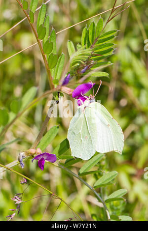 Female brimstone butterfly (Gonepteryx rhamni) feeding on common vetch Hutchinson&#39;s Bank, New Addington, South London,  England, UK, May Stock Photo