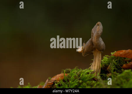 Snail on elfin Saddle fungus (Helvella lacunosa), Longshaw, Derbyshire, UK. Stock Photo