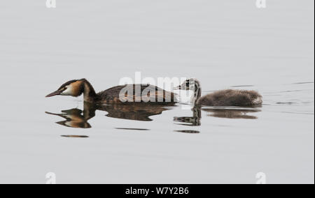 Great crested grebe (Podiceps cristatus) and chick swimming. Goettingen, Lower Saxony, Germany, July. Stock Photo