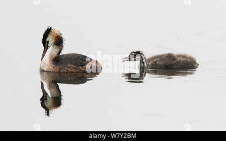 Great crested grebe (Podiceps cristatus) female on water with chick begging for food. Goettingen, Lower Saxony, Germany, July. Stock Photo