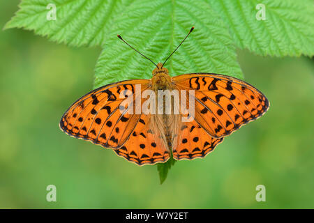 High Brown Fritillary butterfly (Argynnis adippe) Mercantour National Park, Provence, France, June. Stock Photo