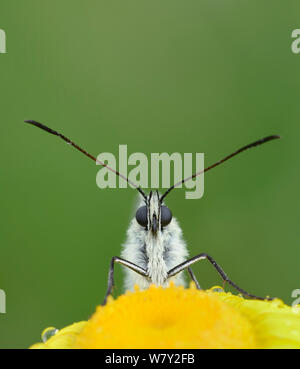 Marbled White butterfly (Melanargia galathea) on flower, Fort de Rimplas, Mercantour National Park, Provence, France, June. Stock Photo