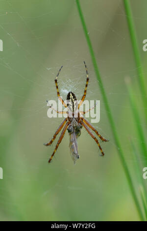 Oak Spider (Aculepeira ceropegia) feeding on prey, Isola village, Mercantour National Park, Provence, France, July. Stock Photo