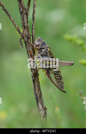 Wart Biter grasshopper (Decticus verrucivorus) Mercantour National Park, Provence, France, July. Stock Photo
