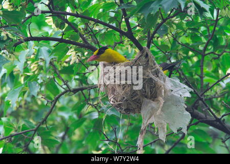 Black-naped Oriole (Oriolus chinensis) at nest, Shanyang town, Gutian County, Hubei province, China. Stock Photo