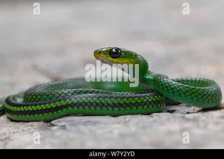 Portrait Of Green Rat Snake (Ptyas Nigromarginata) On Black Background ...