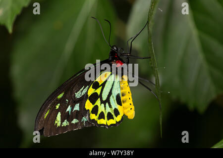 Priam’s birdwing (Ornithoptera priamus priamus) is a butterfly native