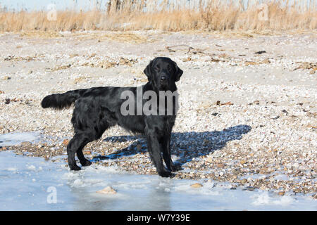 Flat-Coated Retriever on snowy beach, Guilford, Connecticut, USA Stock Photo