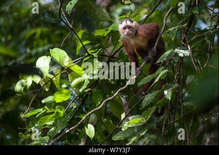 White-fronted Capuchin Monkey (Cebus albifrons) in forest canopy, Paujil Nature Reserve, Magdalena Valley, Colombia, South America. Stock Photo