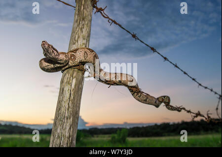 Juvenile Colombian Red-tailed Boa Constrictor (Boa constrictor constrictor) moving along a barbed wire fence. Unamas Reserve and Ranch, Los Llanos, Colombia, South America. Stock Photo