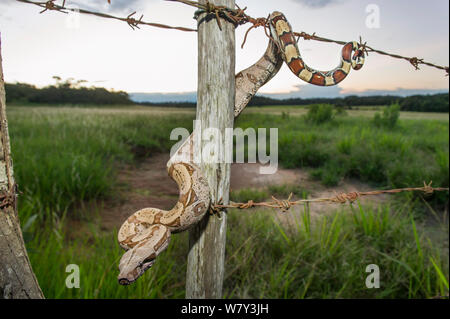 Juvenile Colombian Red-tailed Boa Constrictor (Boa constrictor constrictor) moving along a barbed wire fence. Unamas Reserve and Ranch, Los Llanos, Colombia, South America. Stock Photo