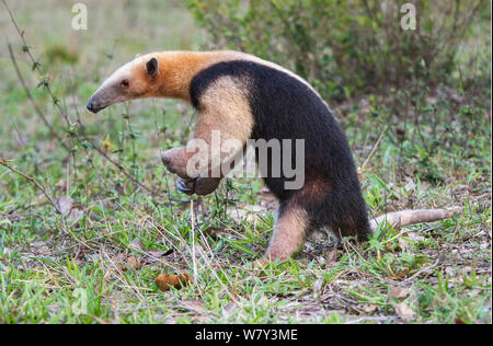 Southern Tamandua (Tamandua tetradactyla) in defensive posture