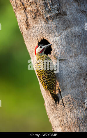 Green-banded Woodpecker (Colaptes melanochloros) at nest hole, Araras Lodge, northern Pantanal, Mato Grosso, Brazil, South America. Stock Photo