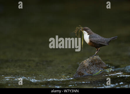 Dipper (Cinclus cinclus) perching on stone in stream carrying moss nesting material, Peak District, England, UK, March. Stock Photo