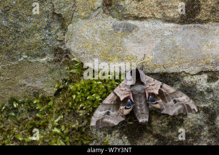 Eyed hawk moth (Smerinthus ocellata) at rest on wall, Sheffield, England, UK, July. Stock Photo
