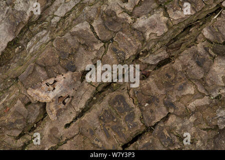 Hebrew character moth (Orthosia gothica) resting on pine bark, Sheffield, England, UK, April. Stock Photo