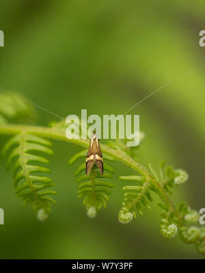 Moth (Nemophora degeerella) with very long antennae on bracken, Sheffield, England, UK, July. Stock Photo