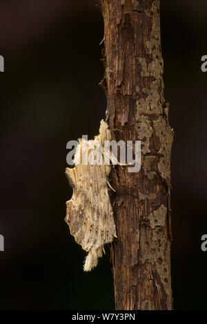 Pale prominent moth (Pterostoma palpina) resting on a twig, Lincolnshire, England, UK, July. Stock Photo