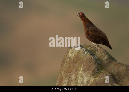 Red grouse (Lagopus lagopus scoticus) male, standing on gritstone boulder, Peak District Derbyshire, England, UK, November. Stock Photo