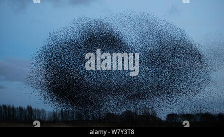 Starling (Sturnus vulgaris) murmuration on winter evening, Derbyshire, England, UK, February.