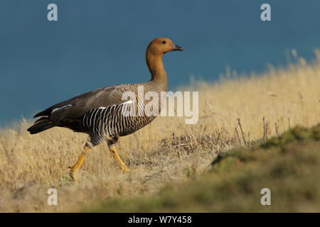 Upland goose (Chloephaga picta) female, Carcass Island, Falkland Islands. Stock Photo