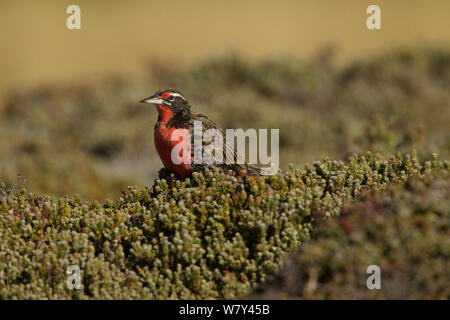 Long-tailed meadowlark (Sturnella loyca) Carcass Island, Falkland Islands Stock Photo