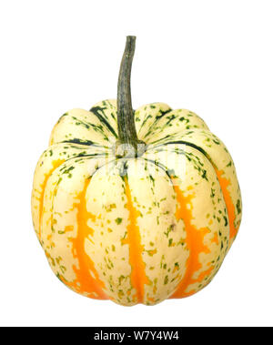 single mini pumpkin  isolated on white background Stock Photo