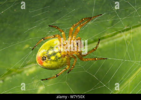 Cucumber spider (Araniella cucurbitina) female. Nordtirol, Austrian Alps, July. Stock Photo