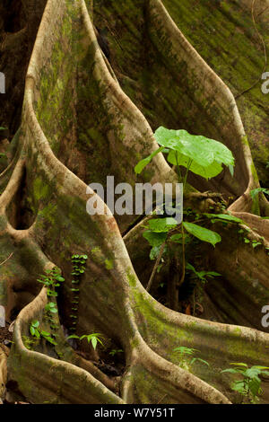 Buttress roots from huge tree (Shorea sp) Danum Valley, Sabah, Borneo. Stock Photo