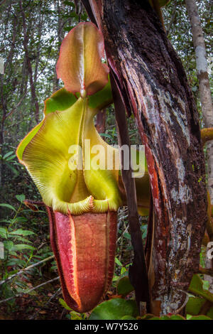 Large aerial pitcher of Veitch&#39;s pitcher plant (Nepenthes veitchii) growing up a tree trunk. Maliau Basin, Sabah, Borneo. Stock Photo