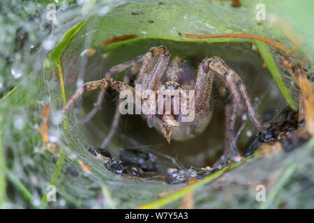 Labyrinth spider (Agelena labyrinthica) in funnel web. Nordtirol, Austrian Alps, July. Stock Photo