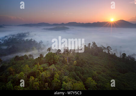 View over lowland dipterocarp rainforest at dawn. Danum Valley, Sabah, Borneo, May 2011. Stock Photo