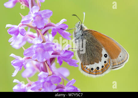 Alpine heath (Coenonympha gardetta) resting on Fragrant orchid (Gymnadenia conopsea) Nordtirol, Austrian Alps, July. Stock Photo