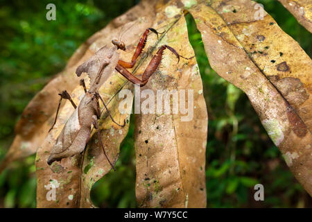 Dead leaf mantis (Deroplatys dessicata) camouflaged against leaves. Danum Valley, Sabah, Borneo.